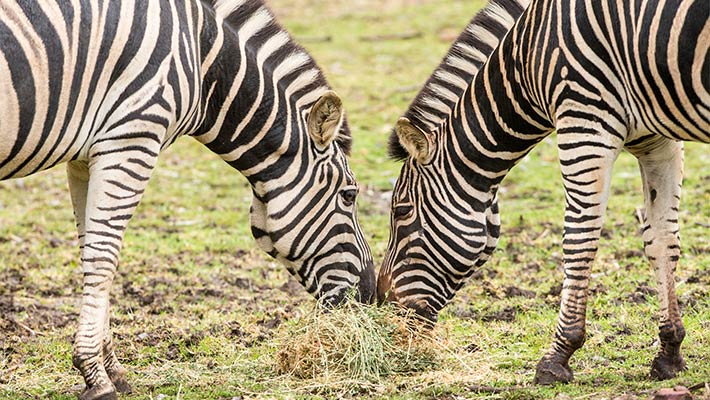 Plains Zebra enjoying a meal