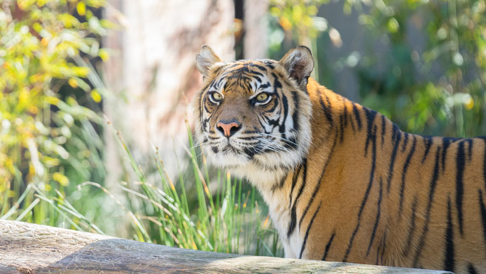 Get up close to our tiger family at Tiger Trek