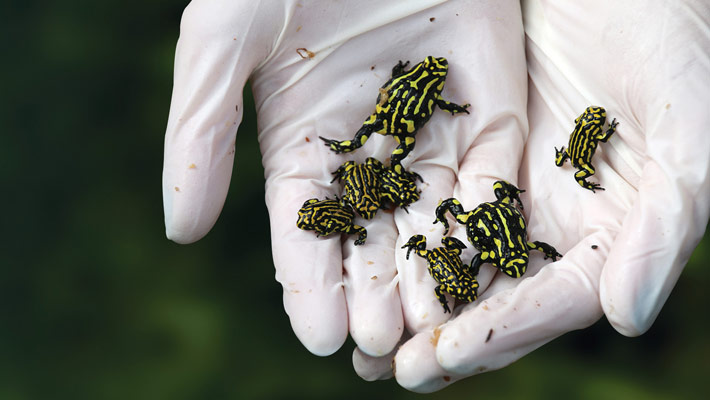 Southern Corroboree Frogs