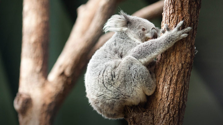 A Koala rests on a tree