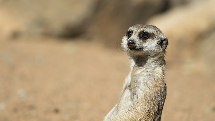 Our Animals | Taronga Conservation Society Australia