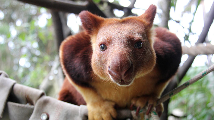 Sydney Zoo Animals List