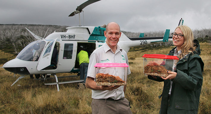 Taronga's Michael McFadden and Emma Bembrick prepare to board a helicopter with containers of Southern Corroboree Frogs ready to be released into disease-free enclosures in Kosciuszko National Park.