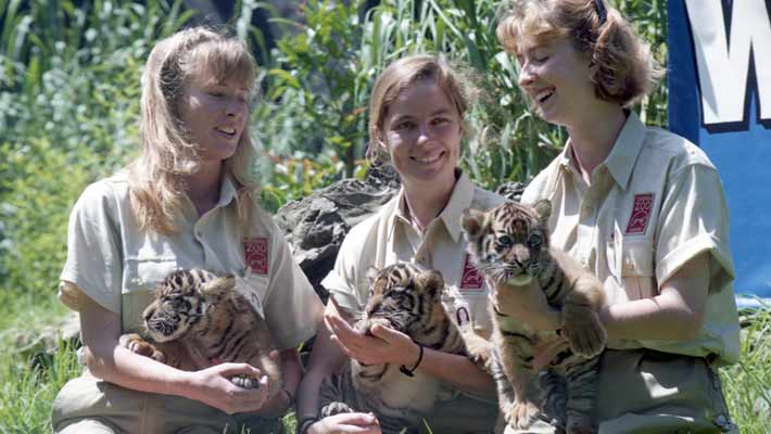 Louise Ginman (left) with Sumatran Tiger cubs in 1995