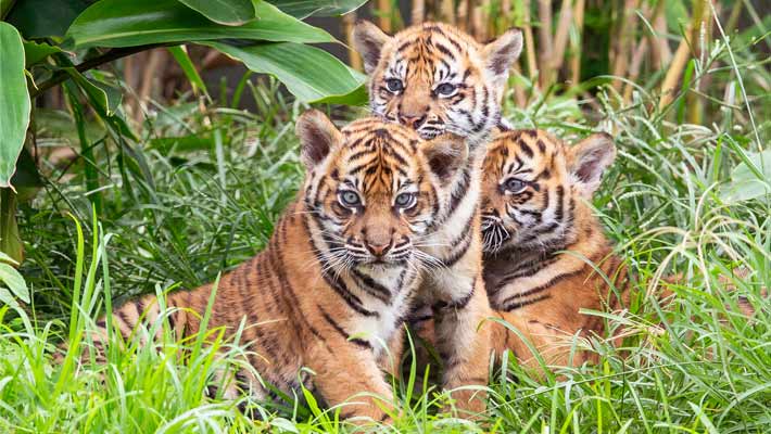 Taronga’s newest additions – Sumatran Tiger cub triplets 