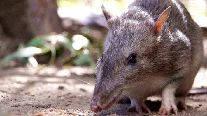 Australian fauna like the Long-nosed Bandicoot help raise awareness of biodiversity for Taronga Zoo guests