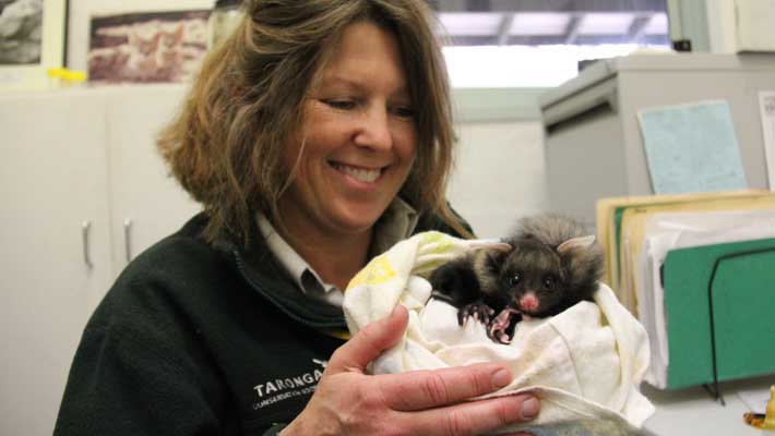 A Yellow-bellied Glider Joey with Senior Keeper Wendy Gleen, 2014