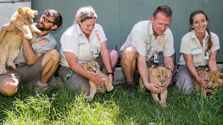 Bruce Murdock (second from right) with Lion cubs at Taronga Western Plains Zoo, 2017
