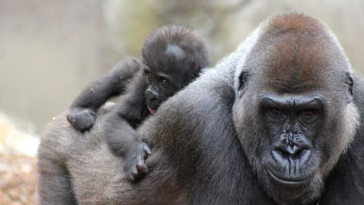 Help protect critical habitat for Gorillas in Africa by recycling your old mobile phone