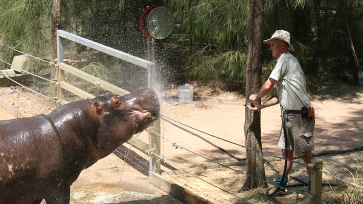 Senior Keeper Anthony Dorrian provides summer enrichment for a Hippopotamus at Taronga Western Plains Zoo