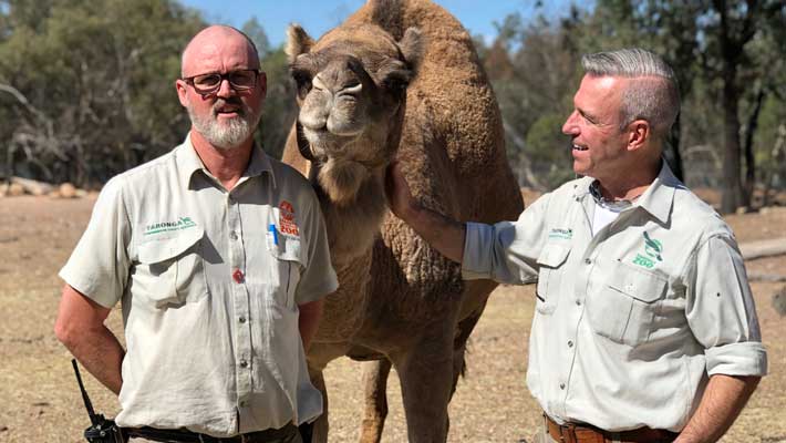 Anthony Dorrian and Hayden Turner with a camel at Taronga Western Plains Zoo