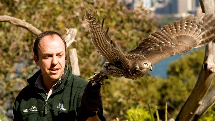 Matt releasing a Barn Owl at Taronga Zoo’s QBE Free-flight Bird Show in 2010