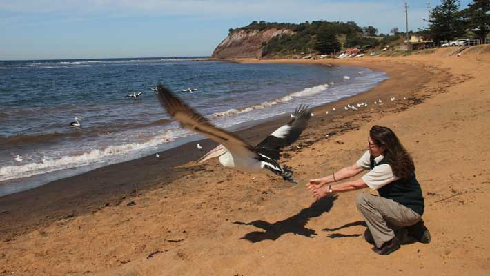Libby releases a rehabilitated Pelican back into the wild after its surgery in 2017