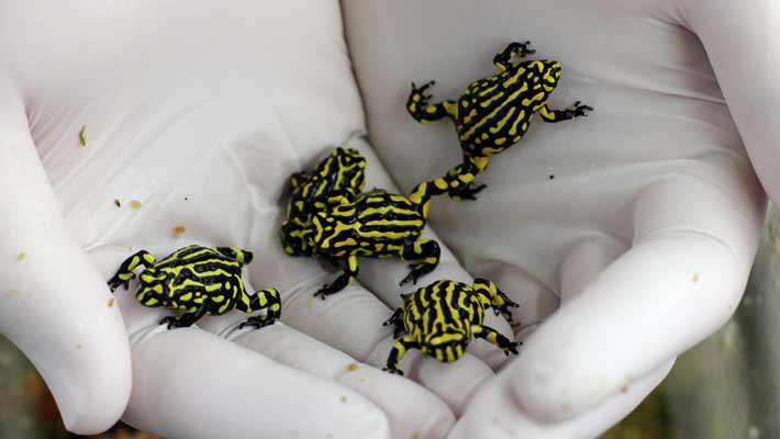 Striking Southern Corroboree Frogs ‘walk’ in Michael McFadden’s hands