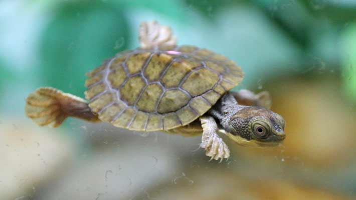 Reproduction success – a Bellinger River Turtle hatchling provides hope for this species following the devastating 2015 viral mortality event