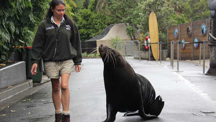 Australian Sea-lion, Malie goes for a walk with keeper Danielle Fox as part of his exercise and enrichment program, 2015