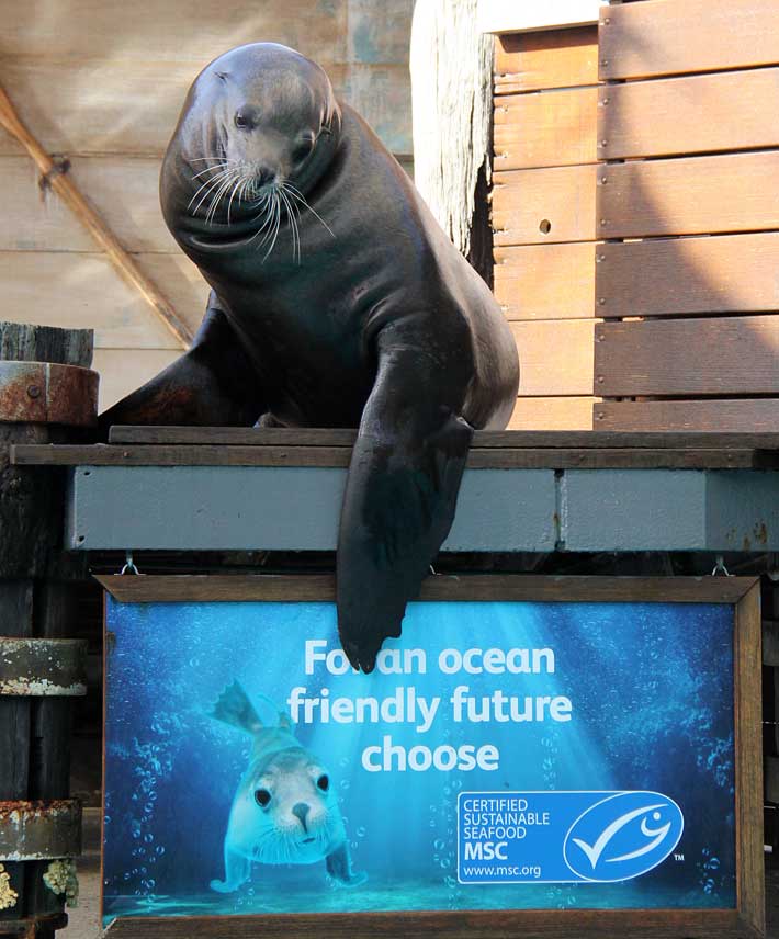 Michi the Californian Sea-lion points to the Marine Stewardship Council (MSC) blue ‘fish tick’ for wild, sustainable and traceable seafood