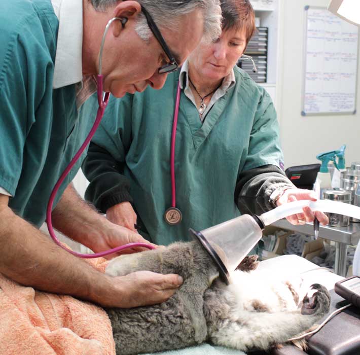 A Koala receives an annual health check at Taronga Western Plains Zoo Wildlife Hospital
