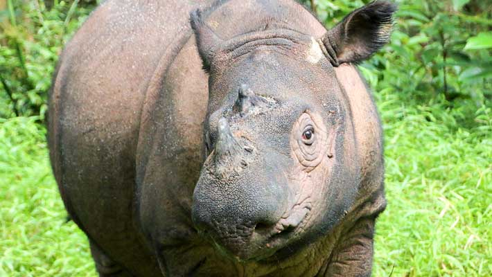 A critically endangered Sumatran Rhino in the Sumatran Rhino Sanctuary, Way Kambas National Park