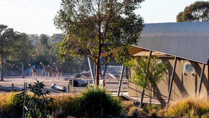 Our Animal View Lodges have prime viewing of the Savannah from their decks