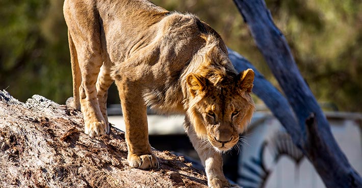 African lion
