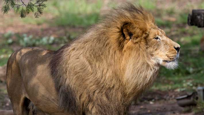 Lazarus the African Lion