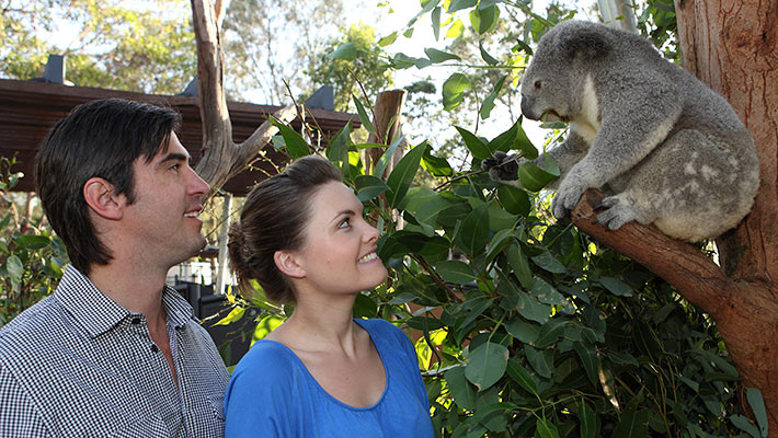 Get up close with a Koala Encounter