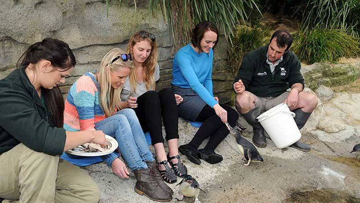 Encounter with Australian Little Penguins