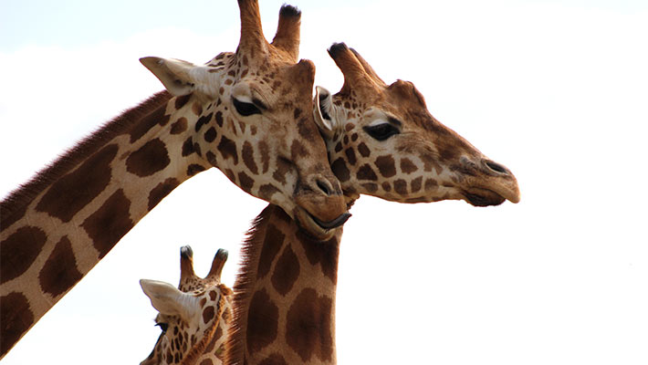 Our Giraffe herd