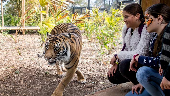 Get up close to our tigers