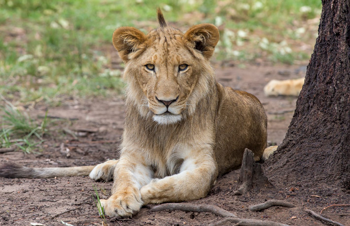 African Lion cub