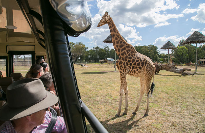 Savannah Safari | Taronga Conservation Society Australia