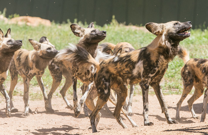 African Wild Dogs waiting for their feed