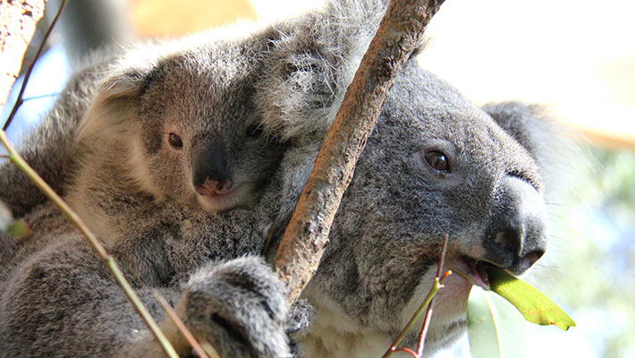 Koala mother and joey. Photo: Paul Fahy