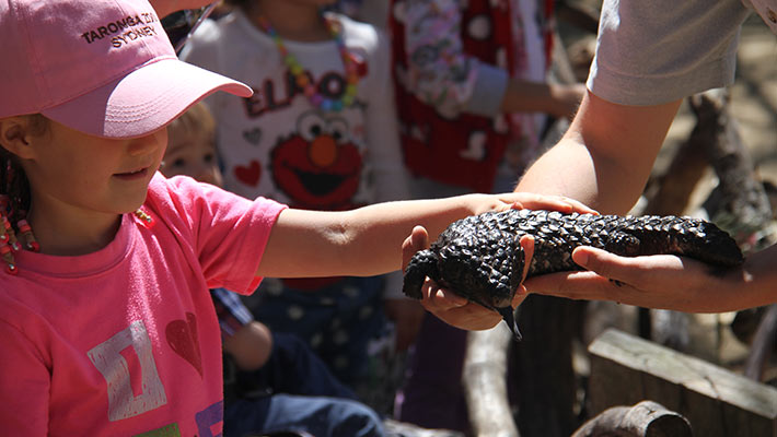 See reptiles like the Shingleback Skink up close. Photo: Felicia Eccles