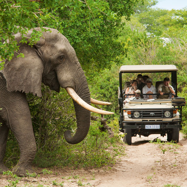 African Elephant on Safari