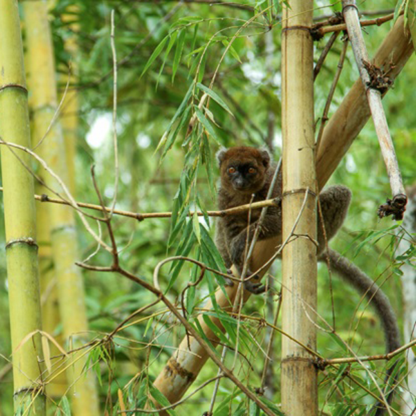 Ten Greater bamboo lemurs were identified in the Sacred forest of Ialasoa (Soarano). Photo: Centre ValBio