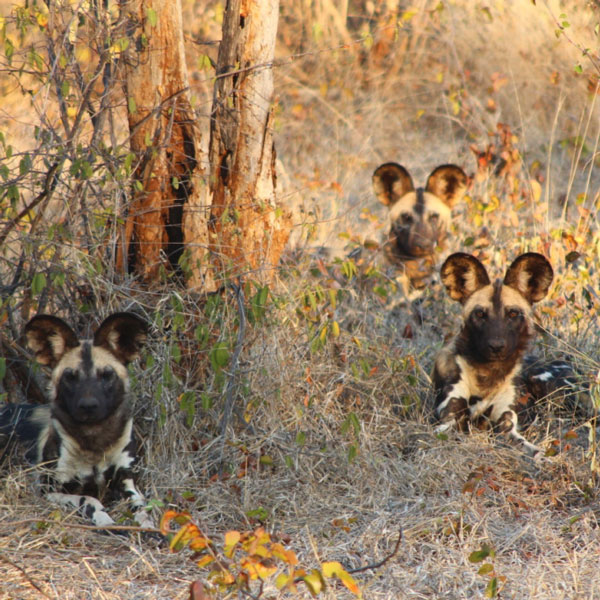 The Nova pack in Save Valley Conservancy, Zambia, 2018. Photo: African Wildlife Conservation Fund