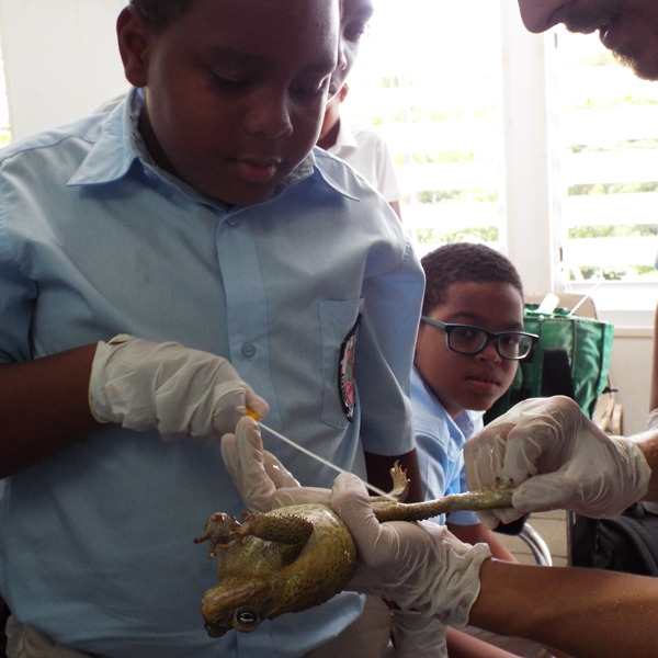 School Outreach program, students learning about the impact of chytrid on their native mountain chicken frog, as well as proper processing and swabbing techniques to collect skin swabs for analysis. Photo: Luke Jones, Durrell Wildlife Conservation Trust