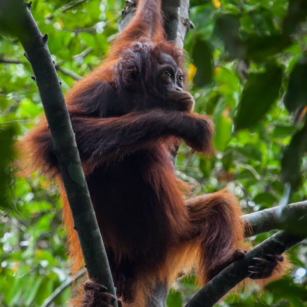 Orangutan captured in the Rungan River landscape, 2018. Photo: Borneo Nature Foundation