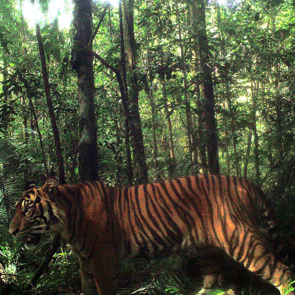Camera trap photo of a Sumatran tiger, captured in Batang Gadis National Park. Credit: Conservation International 