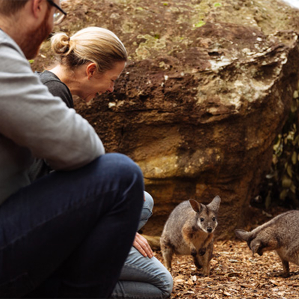 Animals at the Wildlife Retreat at Taronga