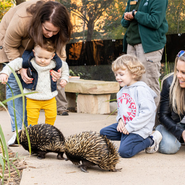 Echidnas in the Sanctuary at the Wildlife Retreat at Taronga