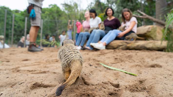 You can get up close to our mischievous Meerkat mob. Photo: Chris Wheeler