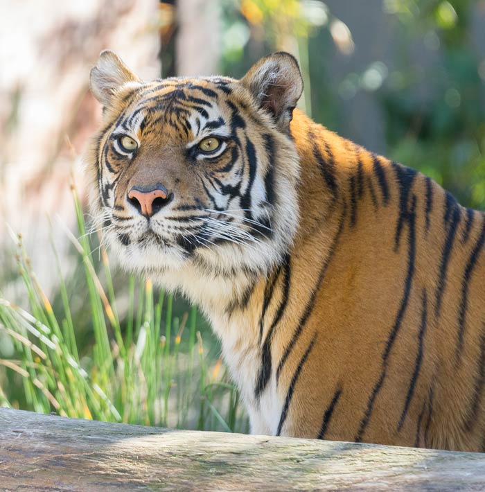 Sumatran Tigers