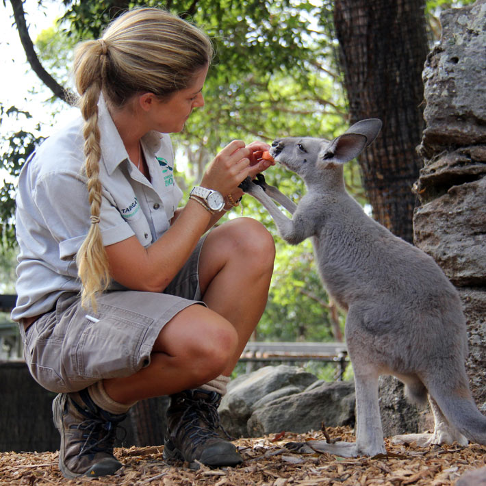 Keeper feeding Kangaroo