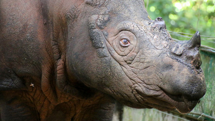 Sumatran Rhino. Photo: Paul Fahy