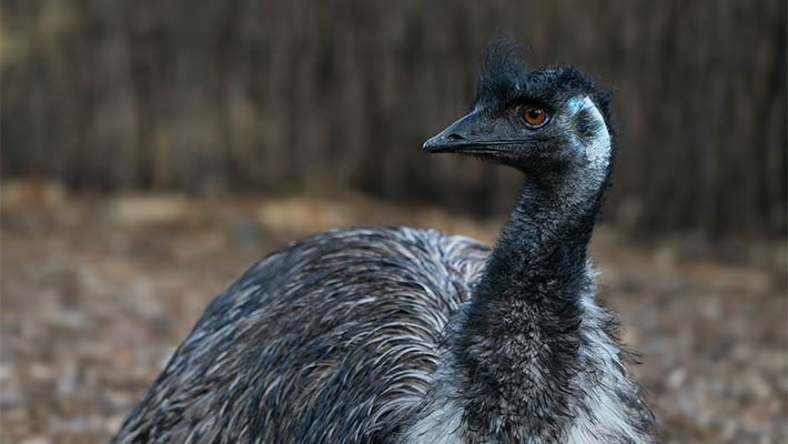 Emu. Photo: Chris Wheeler