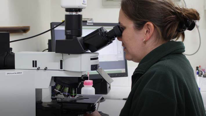 Dr Rebecca Hobbs in the lab