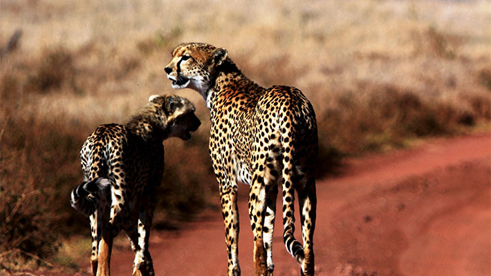 Cheetah. Photo: Kira Mileham